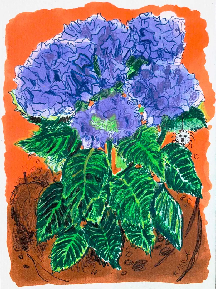 Hortensia